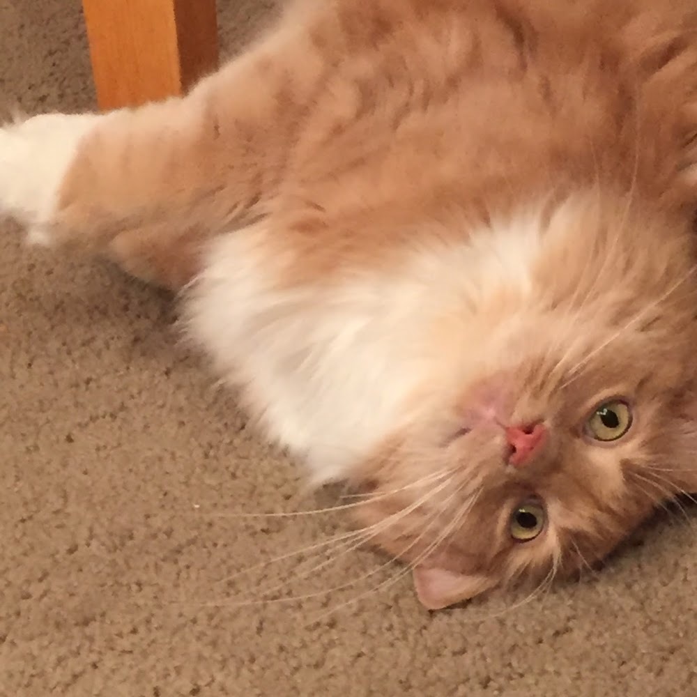 Meet your Posher, Bella